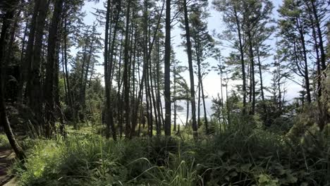 walking on a path in the forest with the ocean in the background slo-mo