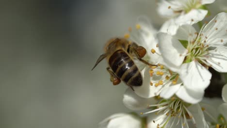 queen bee sitting on white blooming flower and gathering fresh nectar during spring season