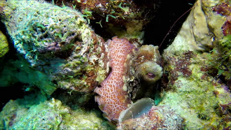 Un-Pulpo-Colorido-Escondido-En-Las-Rocas-Del-Arrecife