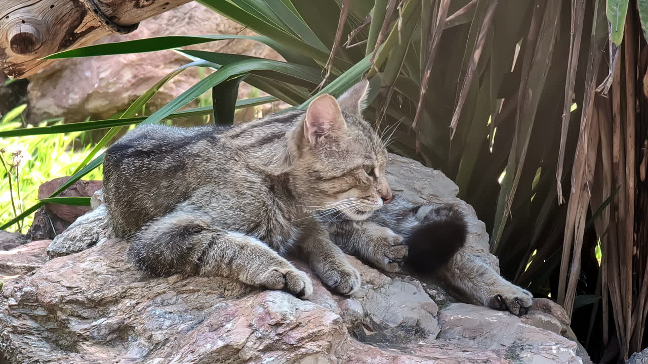 gato gris salvaje relajándose en una roca a la sombra al aire libre y bostezando