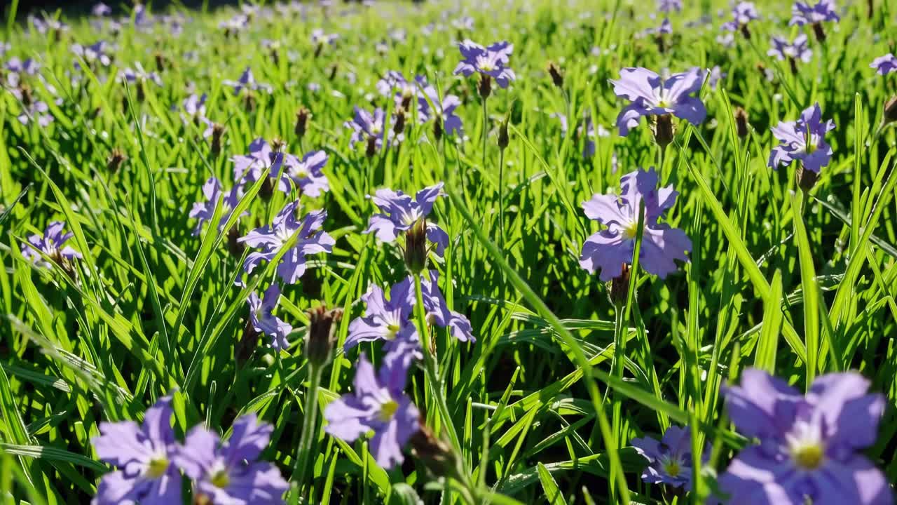 Close-up video of a vibrant field of purple flowers and green grass, captured from a low angle
