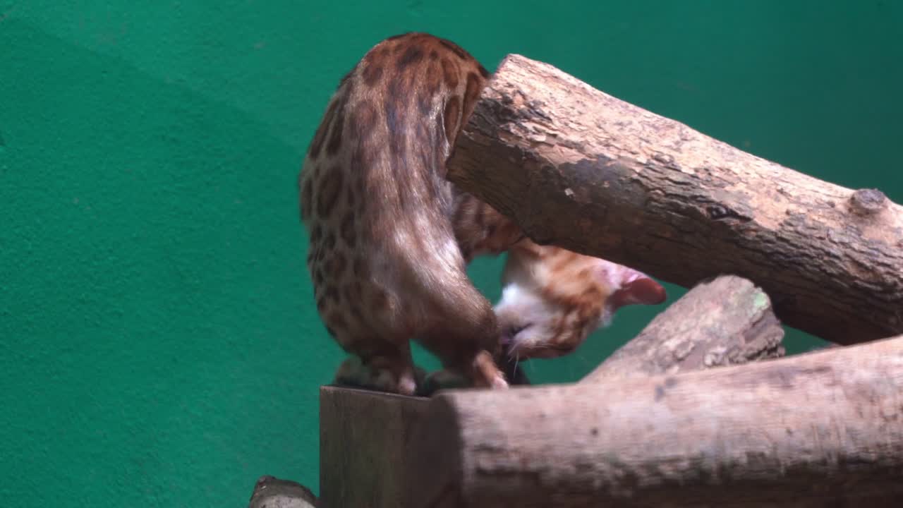 especie de raza híbrida, un exótico gato de bengala gira y arregla su pelaje laméndose la cola, toma de cerca