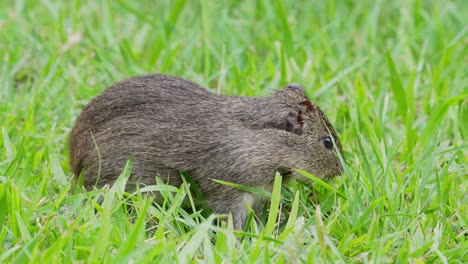 a wild brazilian guinea pig, cavia aperea, stilly eating grass on the ground