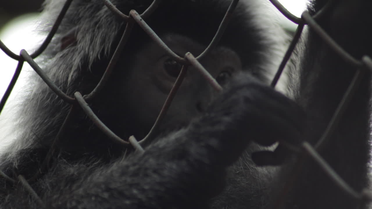 Close up of a Silvery Lutung monkey in a chain-link cage
