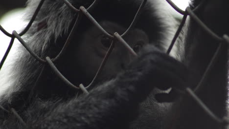 close up of a silvery lutung monkey in a chain-link cage