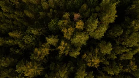 an aerial top view of green treetops in a countryside forest