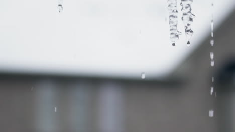 Close-up-of-icicles-thawing-and-dripping-before-one-falls-in-slow-motion