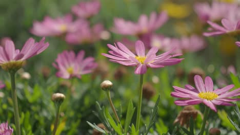 Close-up of Pink Flowers in a Garden