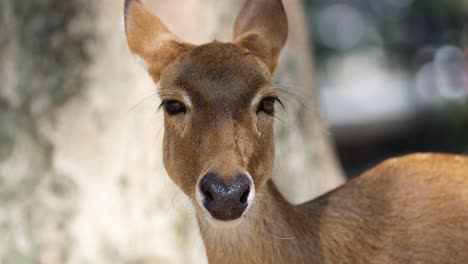 antelope gazing calmly in natural habitat