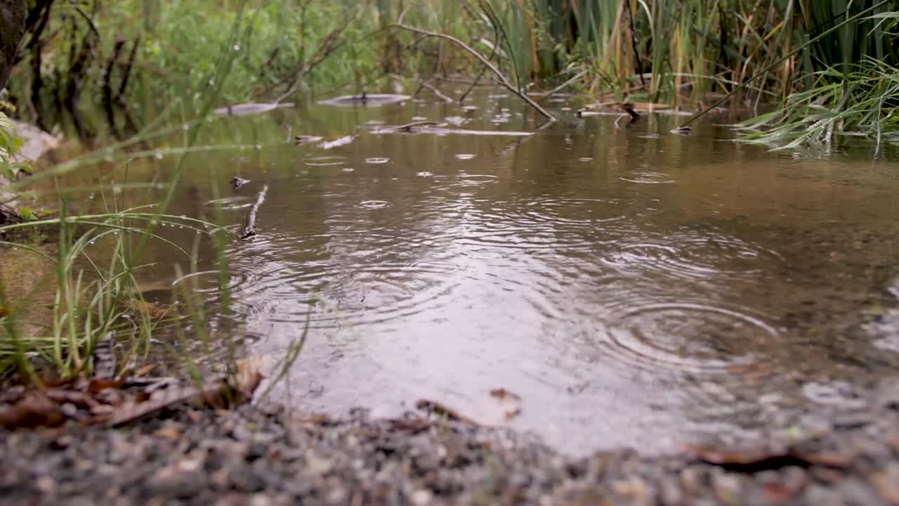 연못에 떨어지는 빗방울