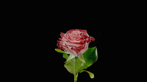 a red and white flower explodes in the dark room