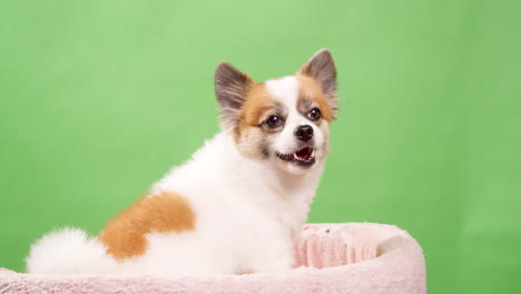 portrait of the cute fluffy puppy of pomeranian spitz