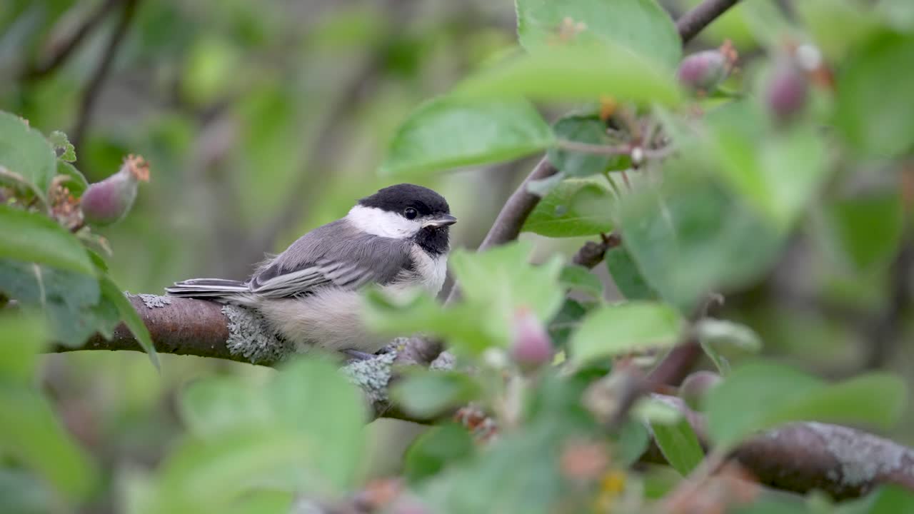 사과나무에서 부모를 기다리는 검은머리 박새 새끼