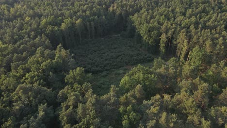 Aerial-flyover-field-of-forest-clear-cutting-field-surrounded-by-green-high-trees-in-countryside