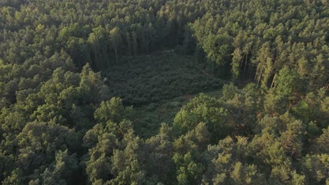 aerial flyover field of forest clear cutting field surrounded by green high trees in countryside