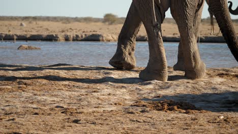 elephant feet maneuvering around the waterhole