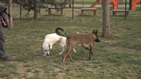 perro descansando, jugando, corriendo en el parque