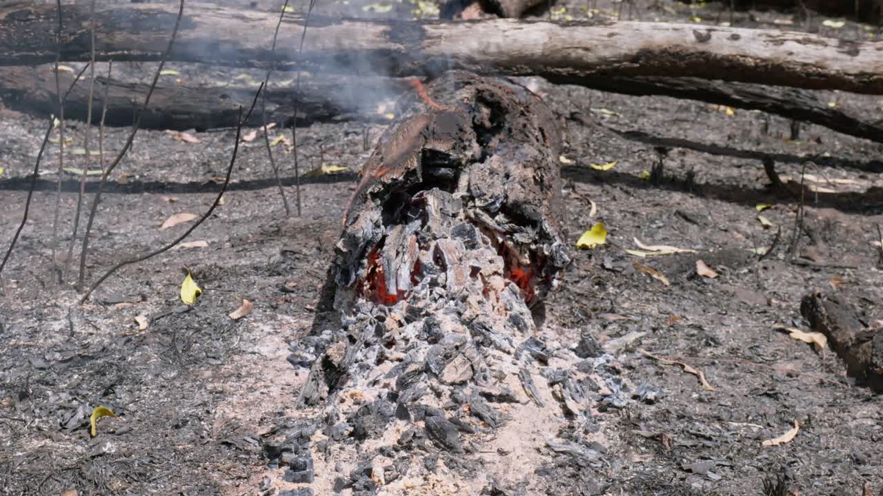 Aftermath of a Forest Fire: A Burnt Log and Charred Surroundings