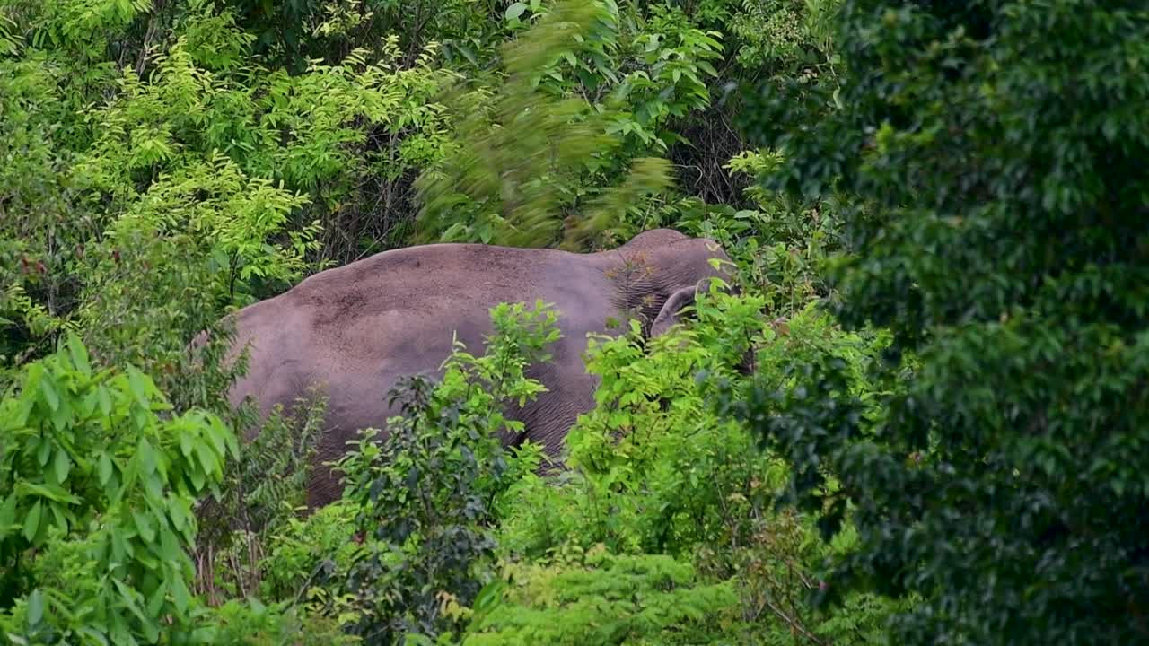 los elefantes asiáticos son especies en peligro de extinción y también son residentes de tailandia