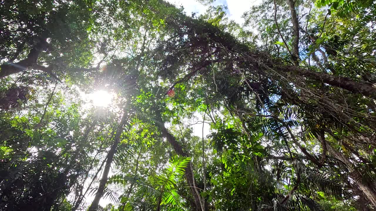 Upward camera movement reveals lush rainforest canopy, vibrant greenery, and sunlight streaming through leaves