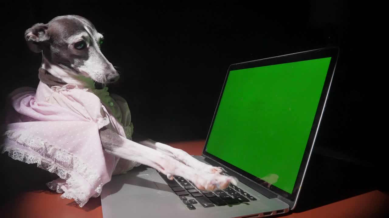 컴퓨터 녹색 화면에서 이탈리아 개 그레이하운드 유형