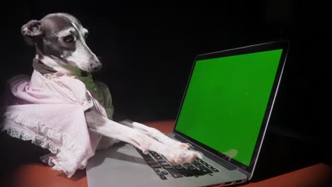 tipos de galgos italianos en la pantalla verde de la computadora