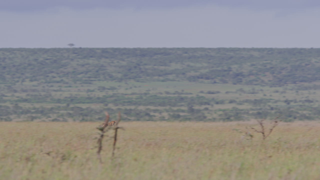 Gepard jager en gazelle hen over den afrikanske savanne