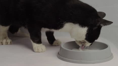 black and white adult cat lapping saucer of milk wide shot