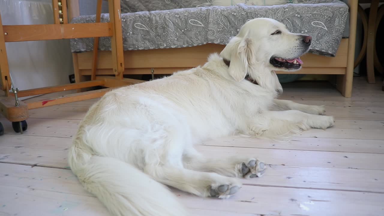 Happy dog out of breath