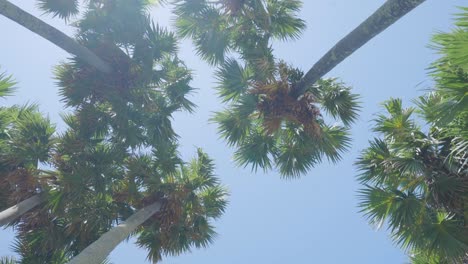 green palm trees spring against sun rays clear sky pov camera background . mexico. wide shot