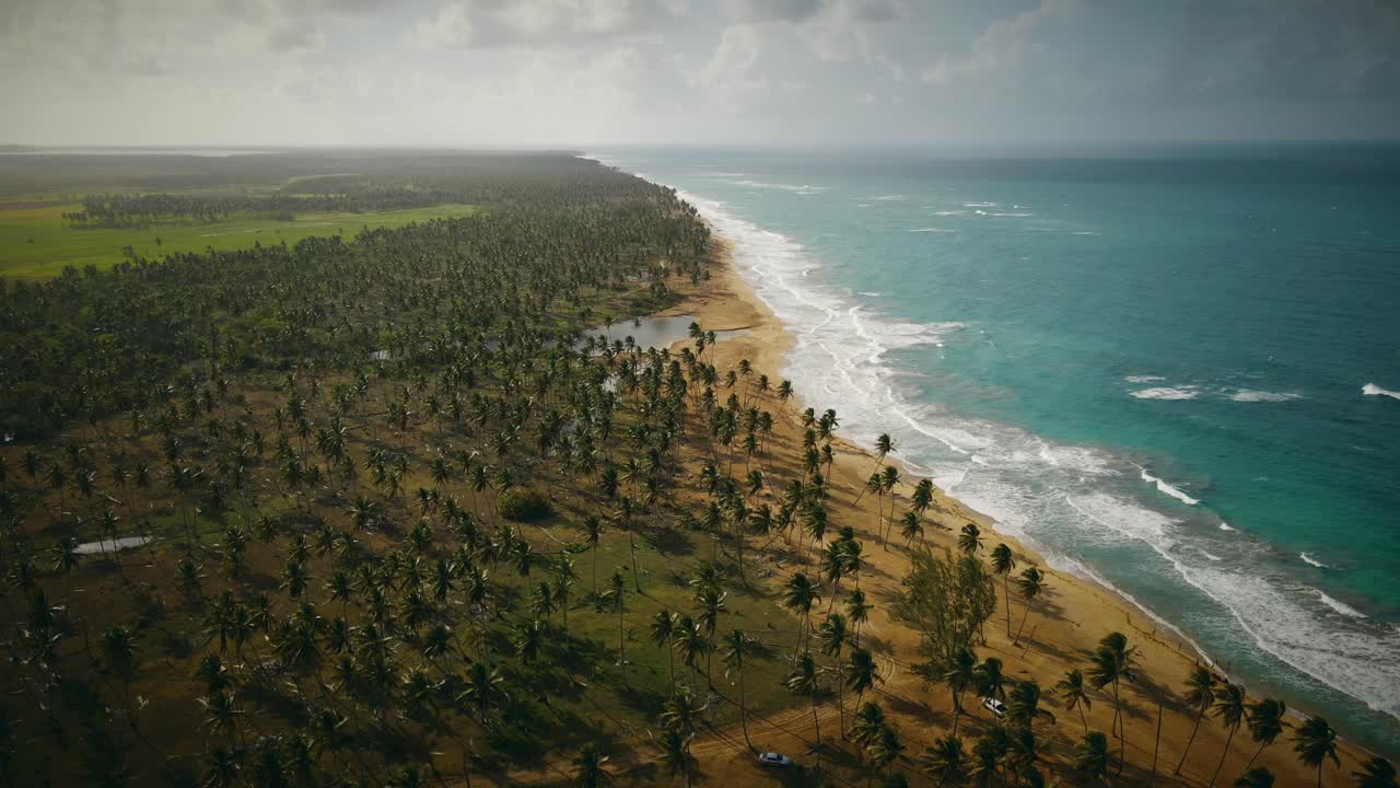 A stunning abundance of palm trees located on the coast by the ocean in Dominican Republic.