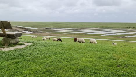 sheep on a green dike at the north sea near husum.