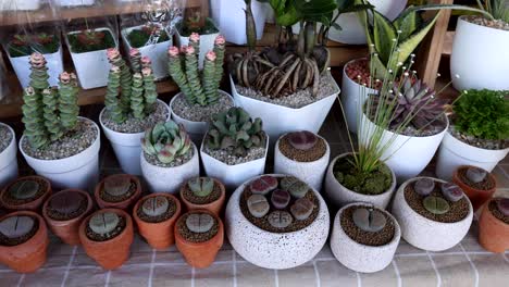 assorted succulents and houseplants in a sunny space.