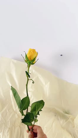 Yellow Rose on Beige Paper