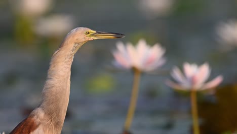 Closeup-of-Indian-pond-Heron-in-Sunrise-with-White-Water-lily-flowers