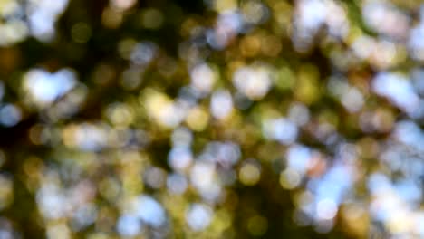 hojas verdes borrosas con fondo abstracto bokeh