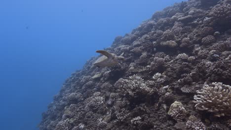 la tortuga verde nada sobre un arrecife de coral tropical pasando por la cámara