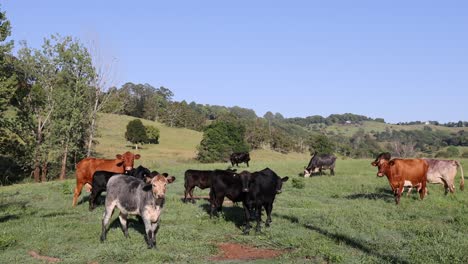 cows moving and grazing peacefully in a field