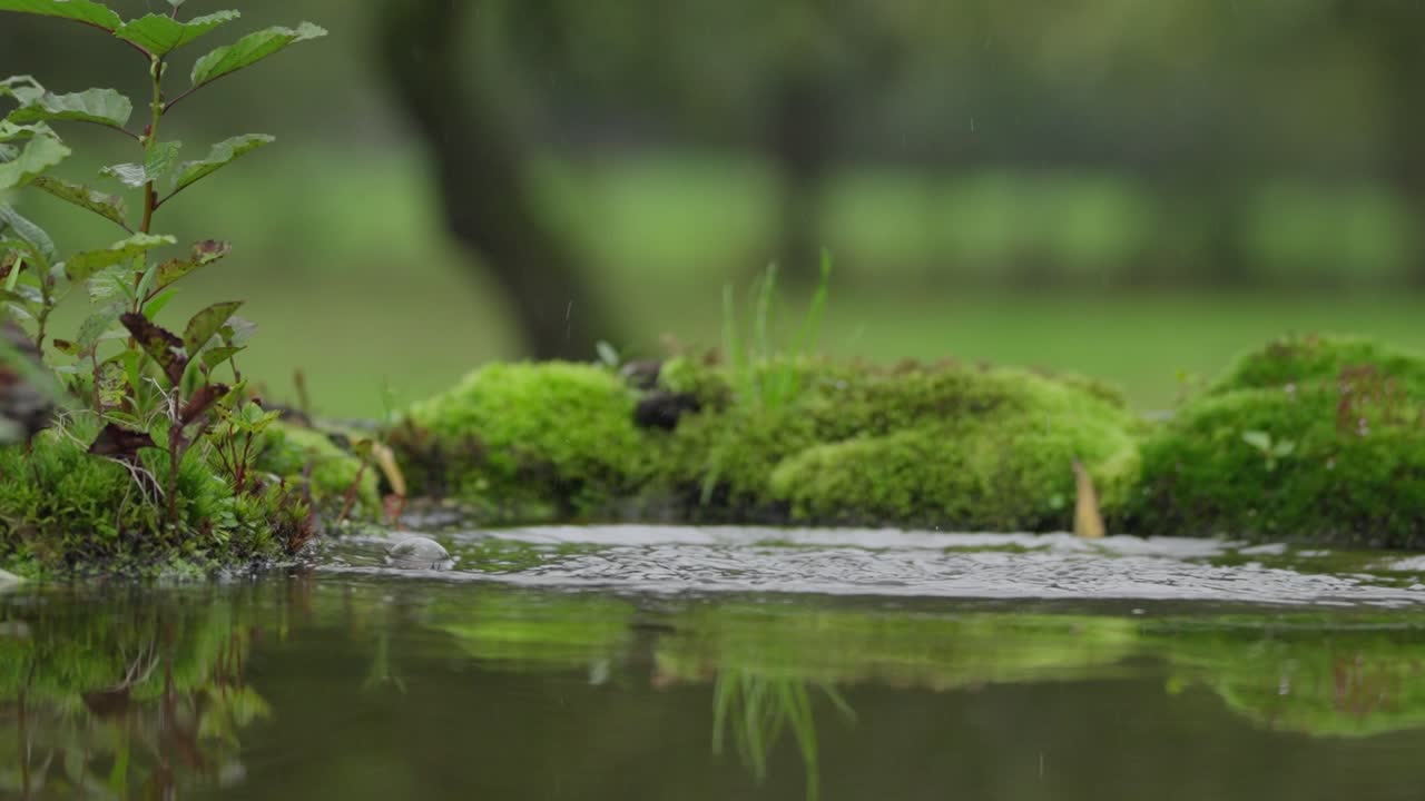 강 킹피셔 가 물 에 뛰어들어 담수 물고기 를 잡는다, 텔레포토