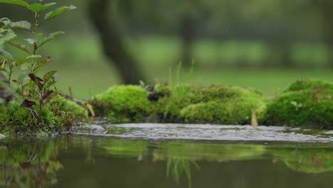 Flusseisvogel-Taucht-Ins-Wasser-Und-Fängt-Süßwasserfische,-Tele