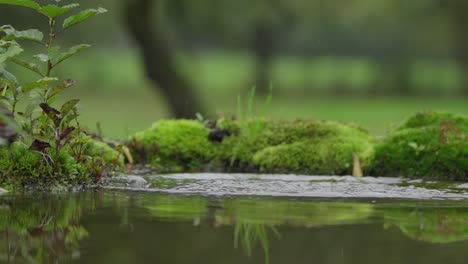 river kingfisher dives into water and catches freshwater fish, telephoto