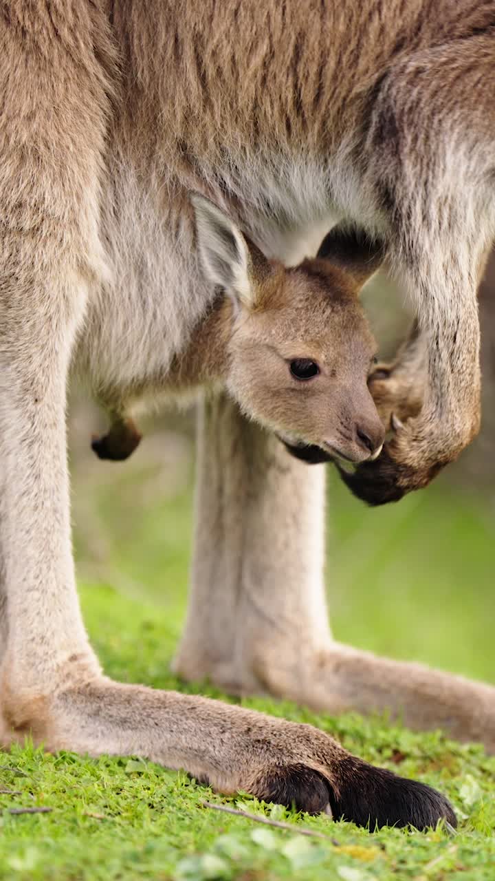 Adelaide Hills, Güney Avustralya’da kesesinde meraklı bir bebek kanguru yavrusunun dikey portresi