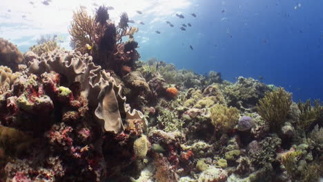 Gesundes-Top-Riff-Im-Indopazifik,-Vielfalt-An-Hart--Und-Weichkorallen,-Einige-Riffbarsche-Und-Rotzahn-Drückerfische-In-Der-Ferne,-Blaues-Wasser