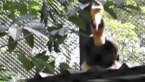 out-of-focus-to-focus-view-of-Great-Pied-Hornbill-Buceros-bicornis