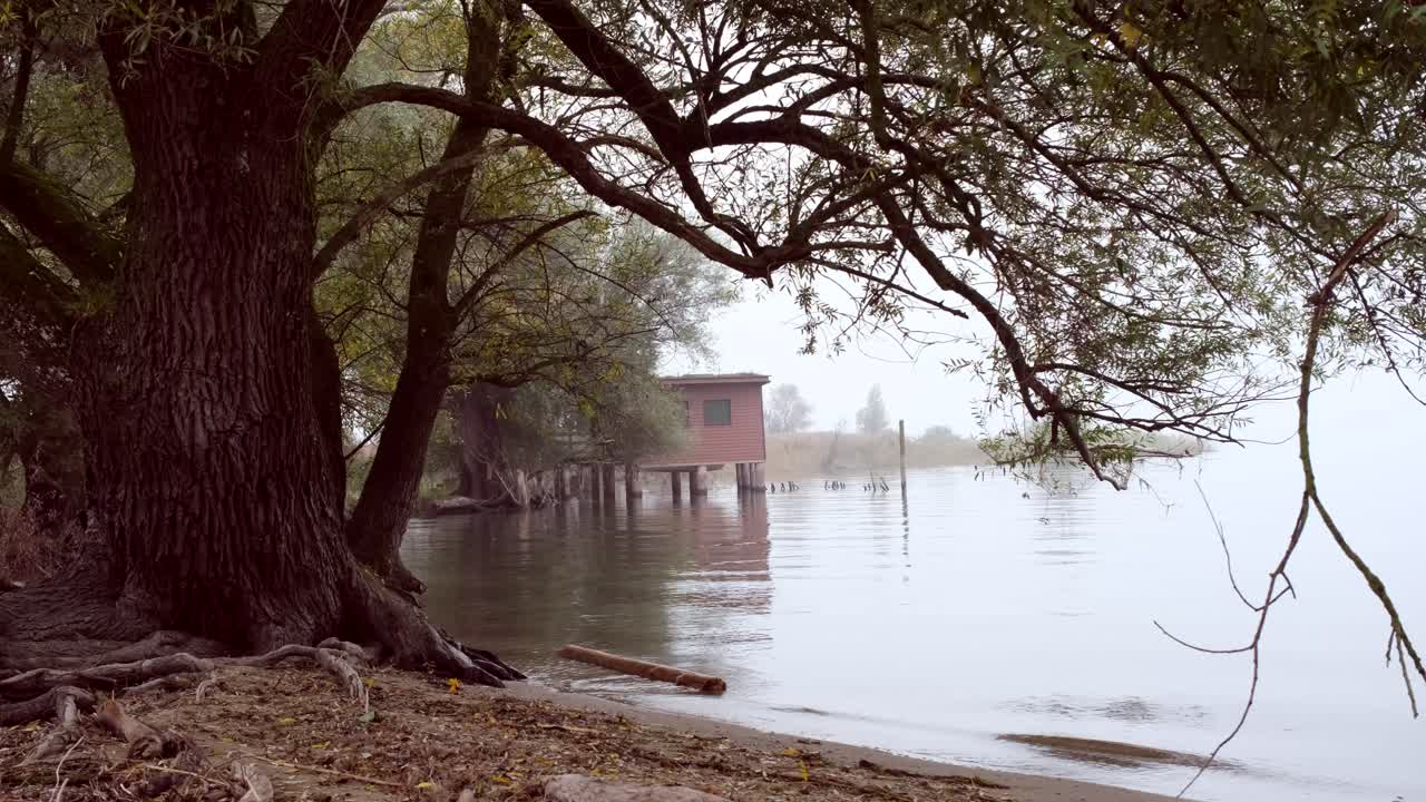 Dramatic scene of nature. Branches of an old tree sets at lake with a tiny house at the distance.