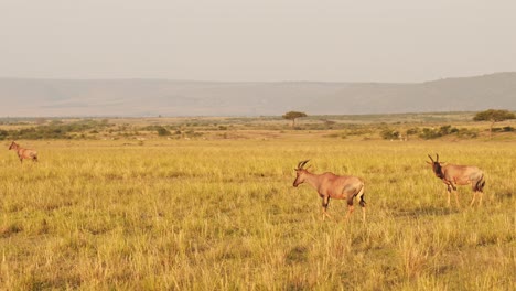 slow motion of african wildlife animals on safari game drive, driving through savannah landscape scenery in africa in maasai mara national reserve in masai mara in beautiful golden sunlight