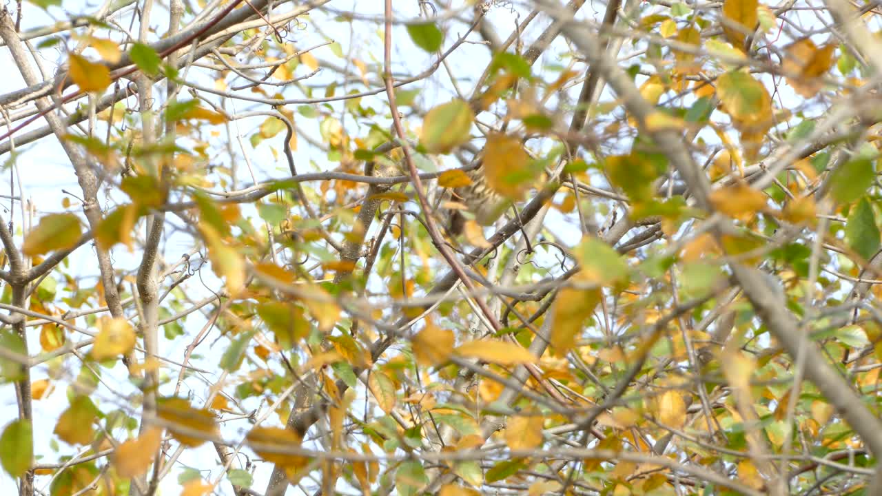 Lone Swainson's Thrush bird hidden between autumn leaves and branches in forest