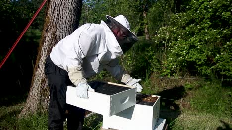 Agregando-Una-Caja-De-Abejas-De-Expansión-Sin-Aplastar-Ninguna-Abeja