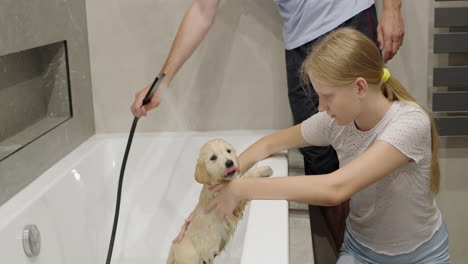 the child bathes his puppy in the bathtub. first bath of a golden retriever puppy