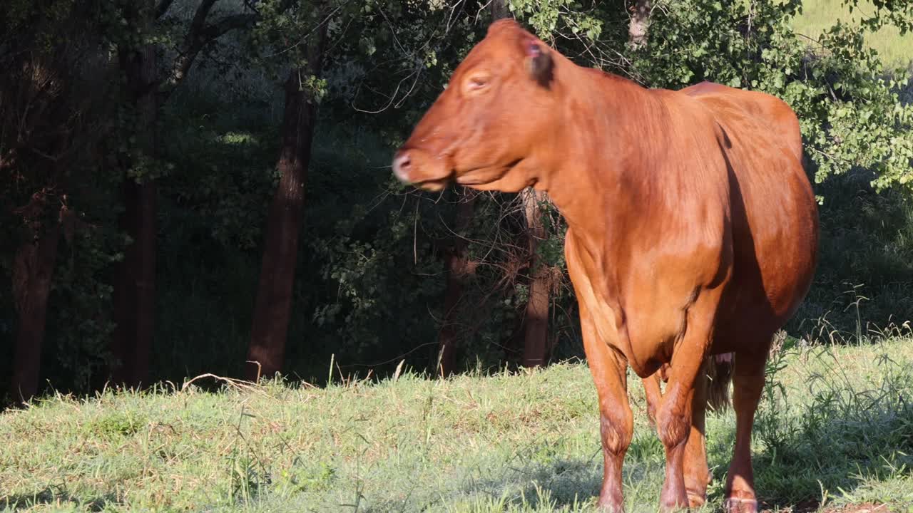 una vaca se mueve a través de un campo soleado y bordeado de árboles